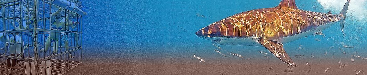 Gansbaai & Surrounding Accommodation footer banner