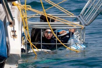 Shark cage diving Gansbaai Gans Bay