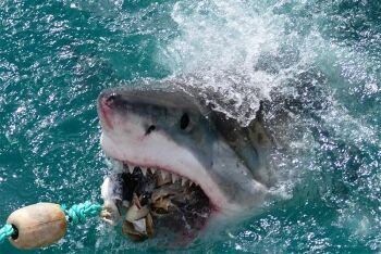 Great White Shark Gansbaai Gans Bay
