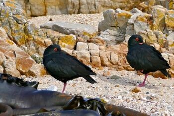 Black Oystercatchers, Franskraal near Gansbaai